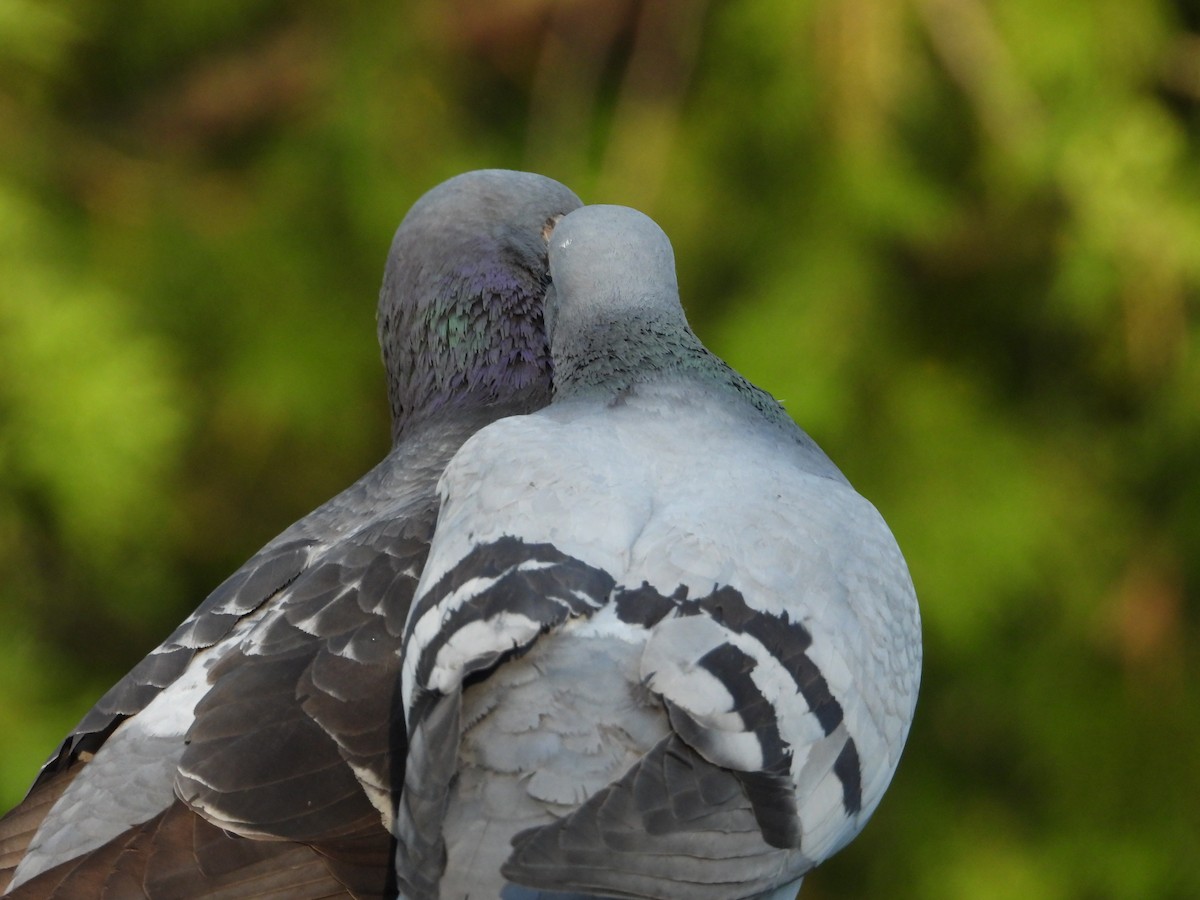 Rock Pigeon (Feral Pigeon) - ML620637719