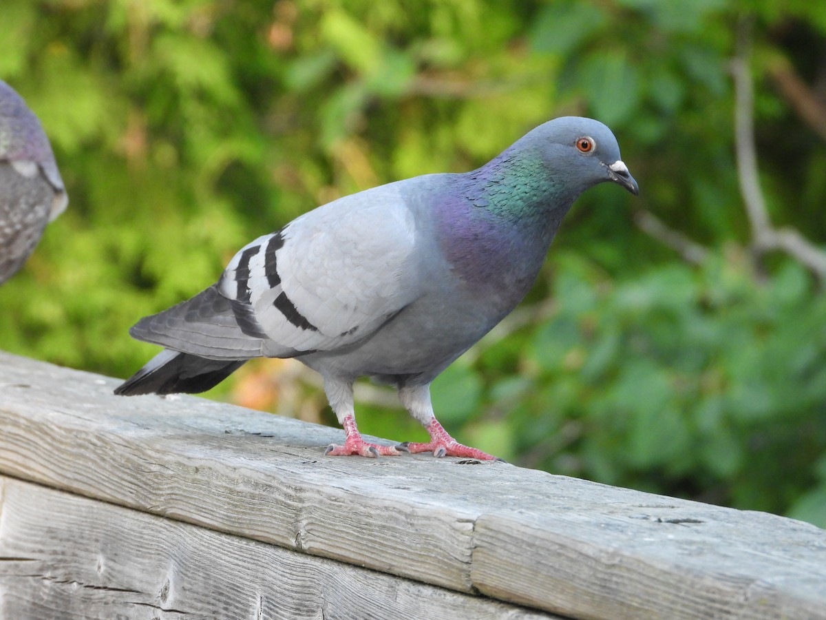 Rock Pigeon (Feral Pigeon) - ML620637720