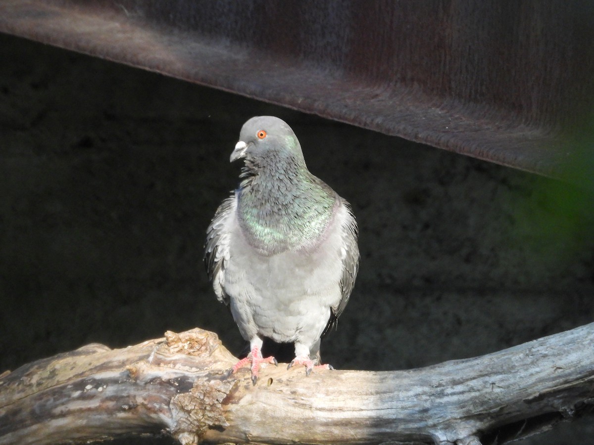 Rock Pigeon (Feral Pigeon) - ML620637721