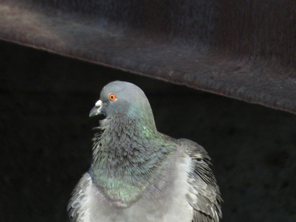 Rock Pigeon (Feral Pigeon) - ML620637722