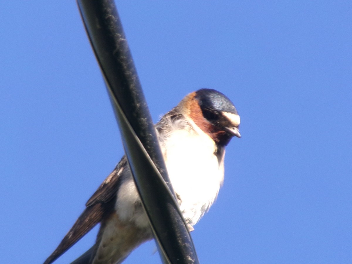 Cliff Swallow - ML620637723