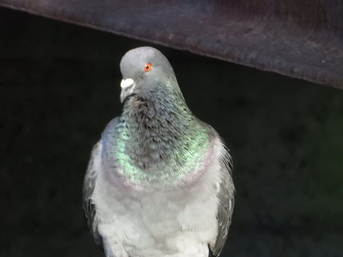 Rock Pigeon (Feral Pigeon) - ML620637724