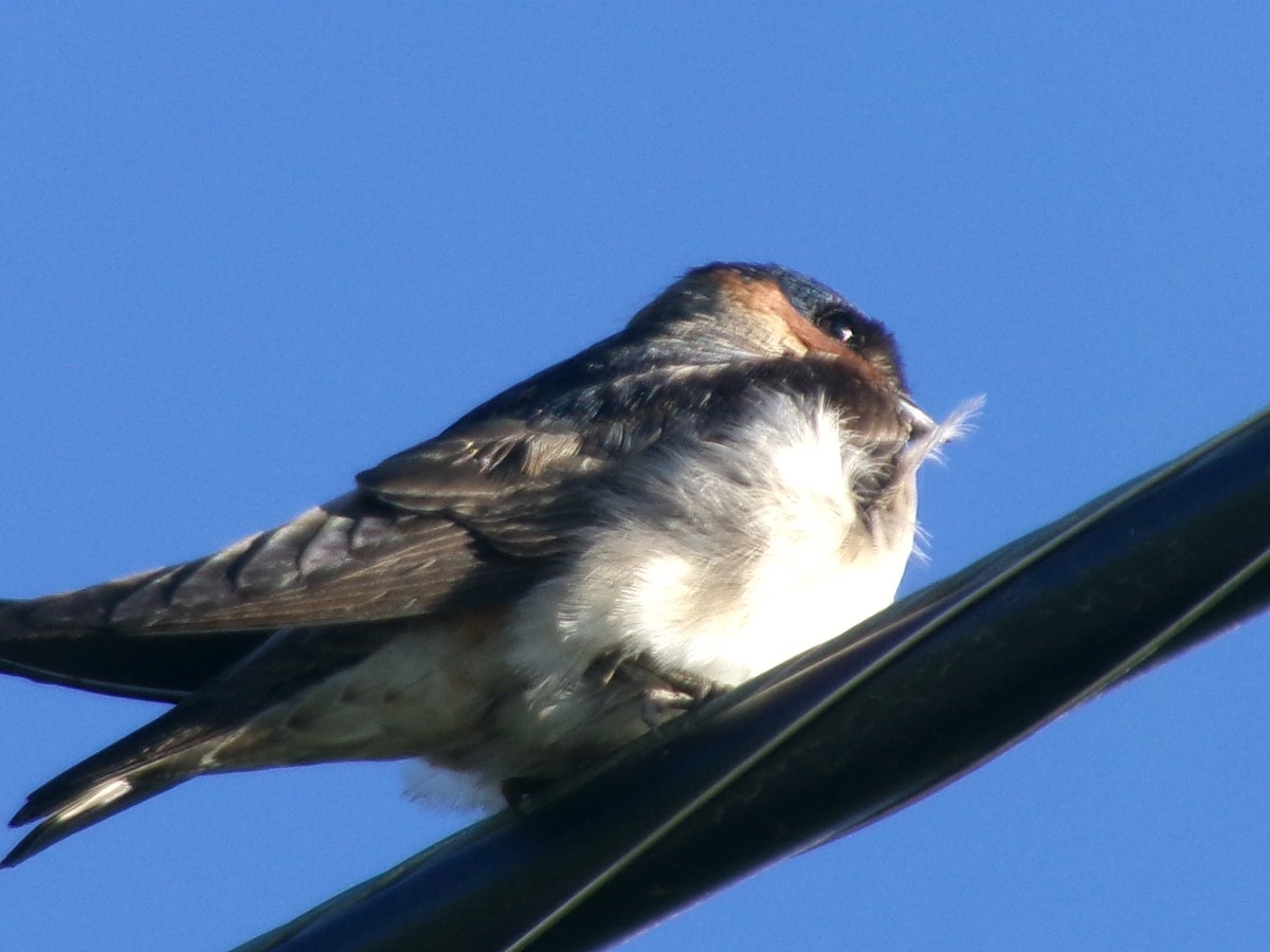 Cliff Swallow - ML620637727