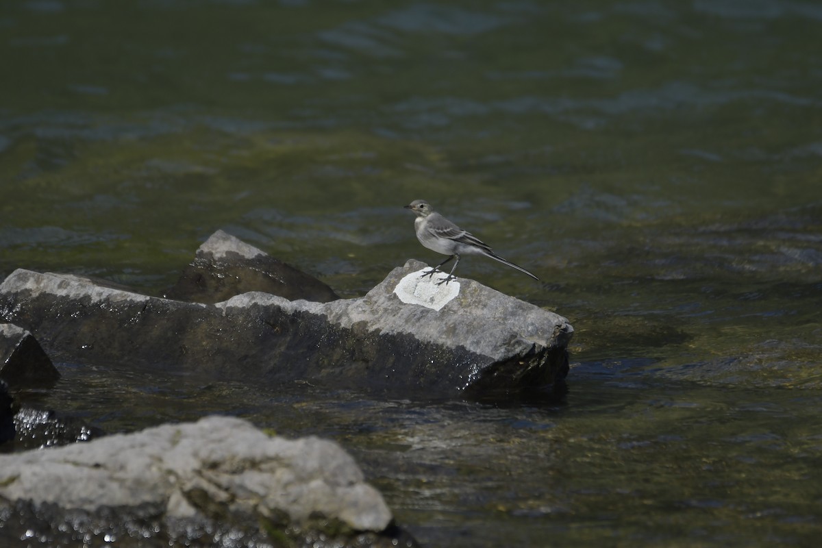 White Wagtail - ML620637730