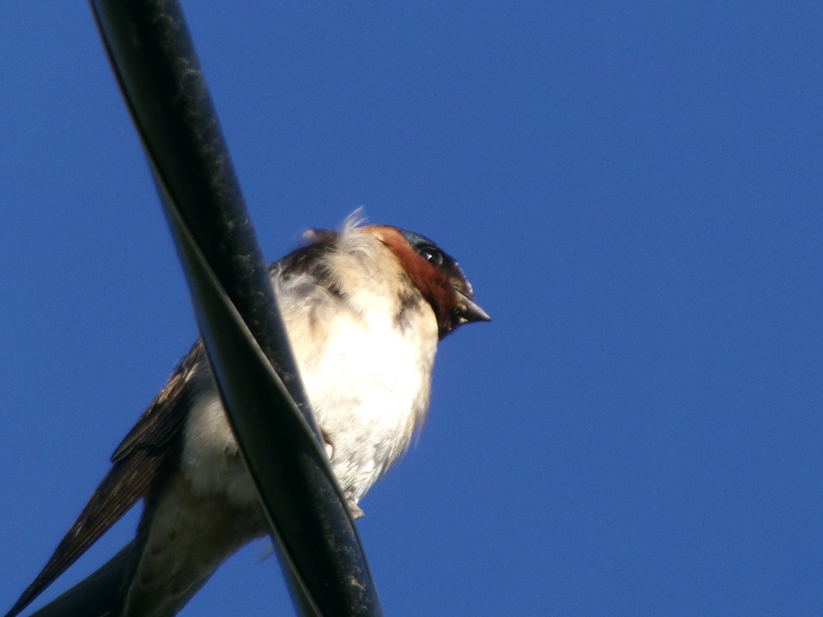 Cliff Swallow - ML620637732