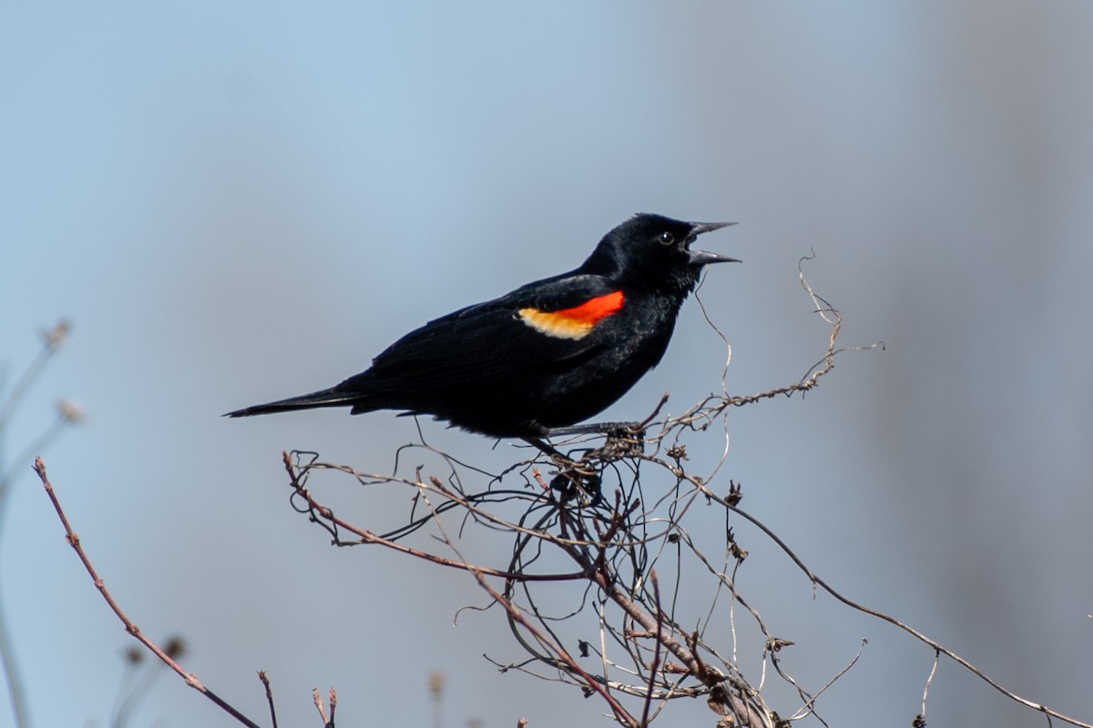 Red-winged Blackbird (Red-winged) - ML620637739