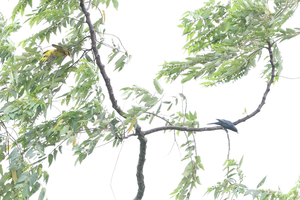 Sulawesi Cicadabird - ML620637746