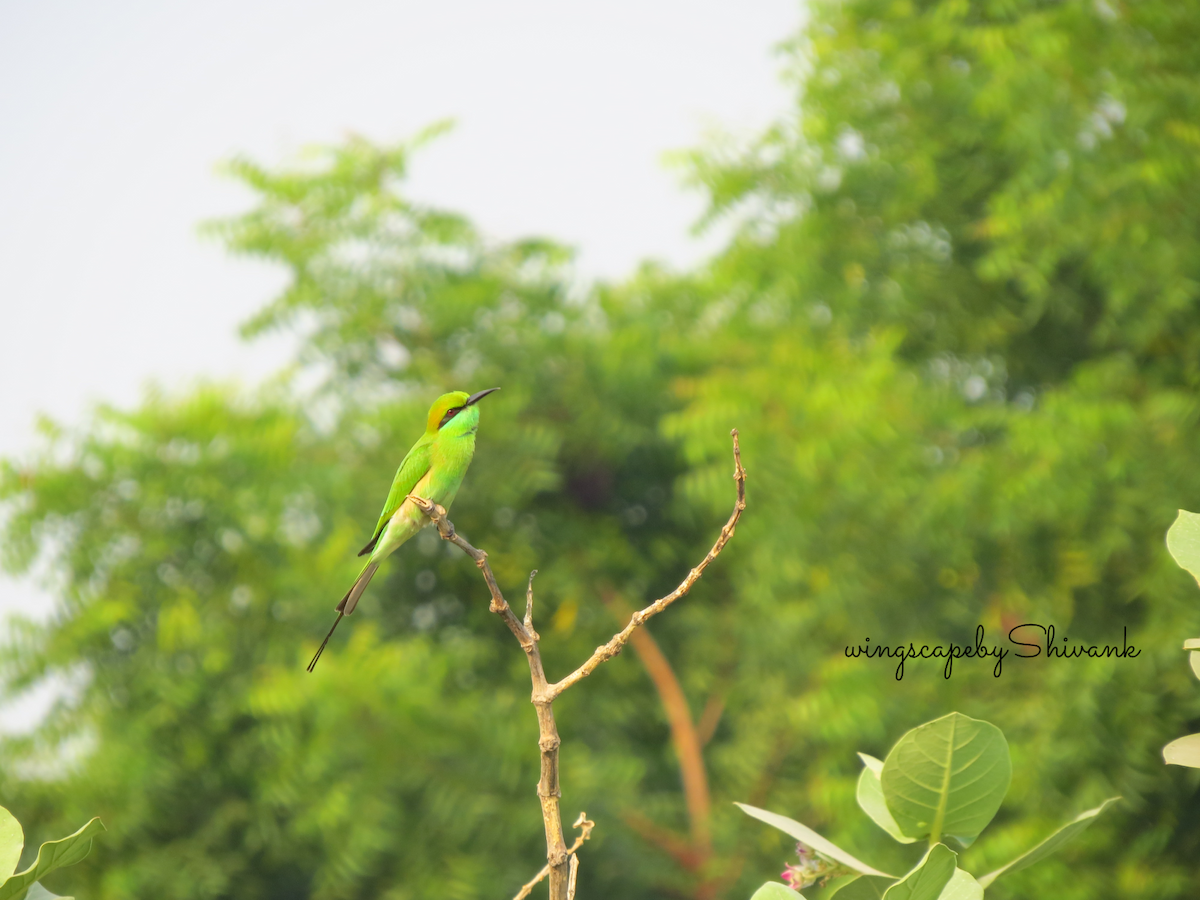 Asian Green Bee-eater - ML620637750