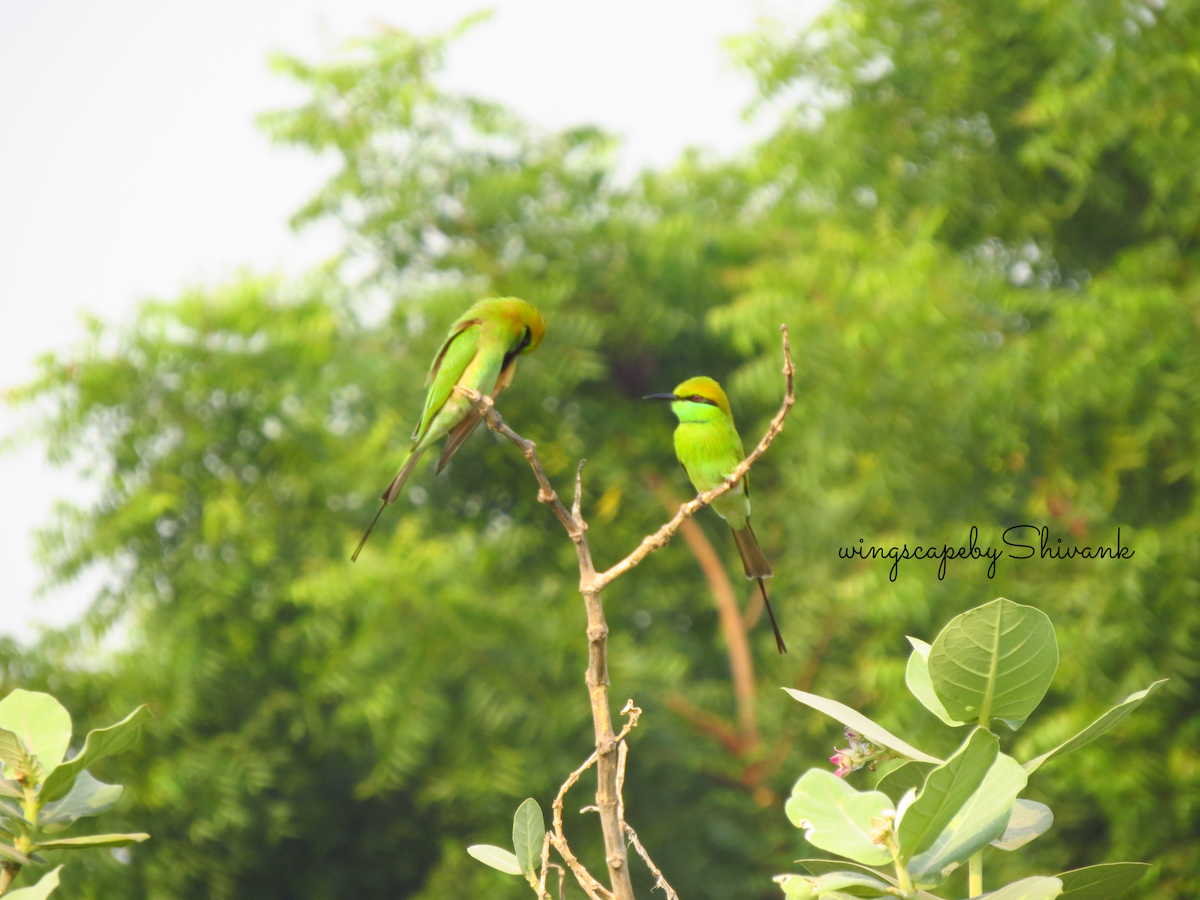 Asian Green Bee-eater - ML620637751