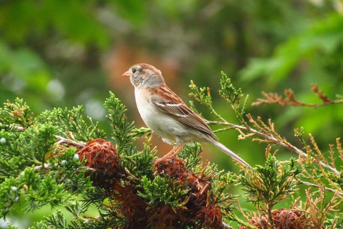 Field Sparrow - ML620637753