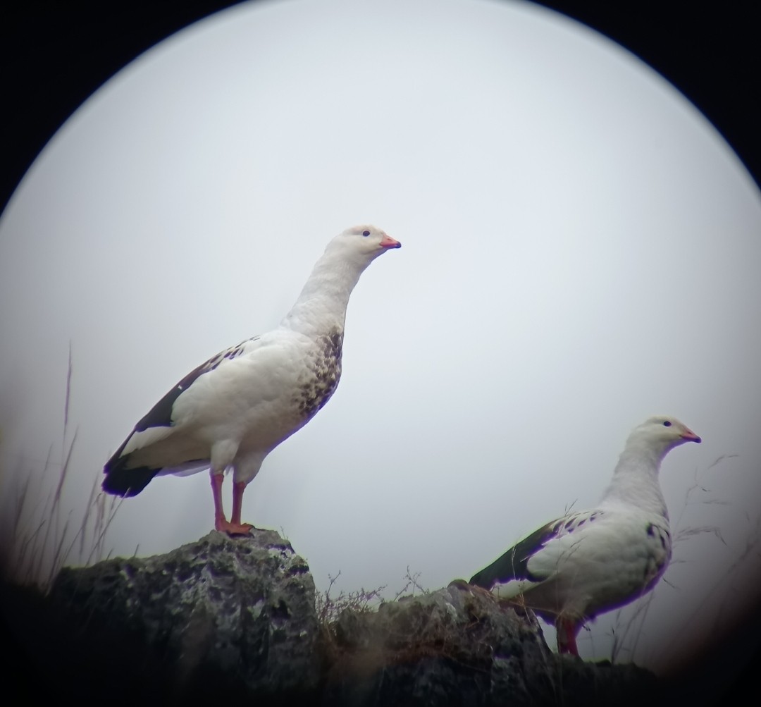 Andean Goose - Yrma Begazo