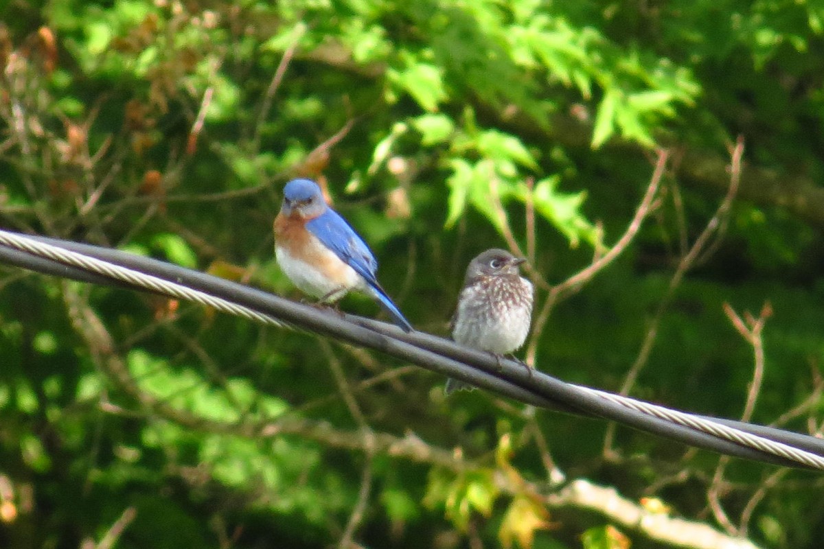 Eastern Bluebird - ML620637763