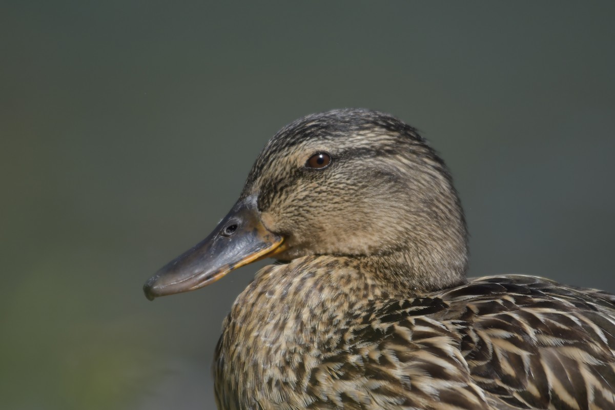 Mallard - ML620637764