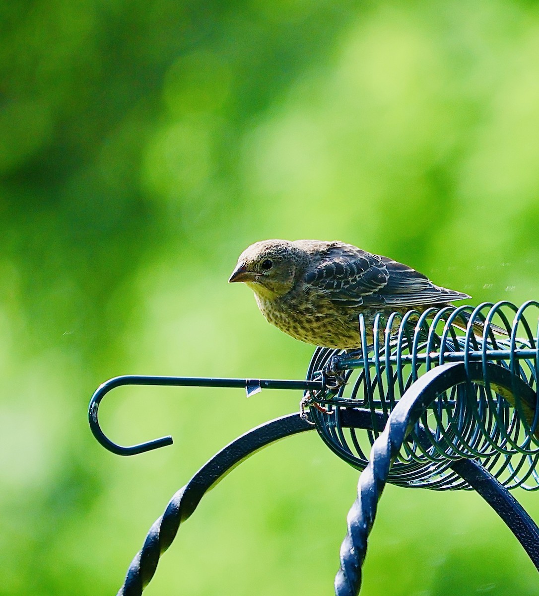 Brown-headed Cowbird - Martin Yates