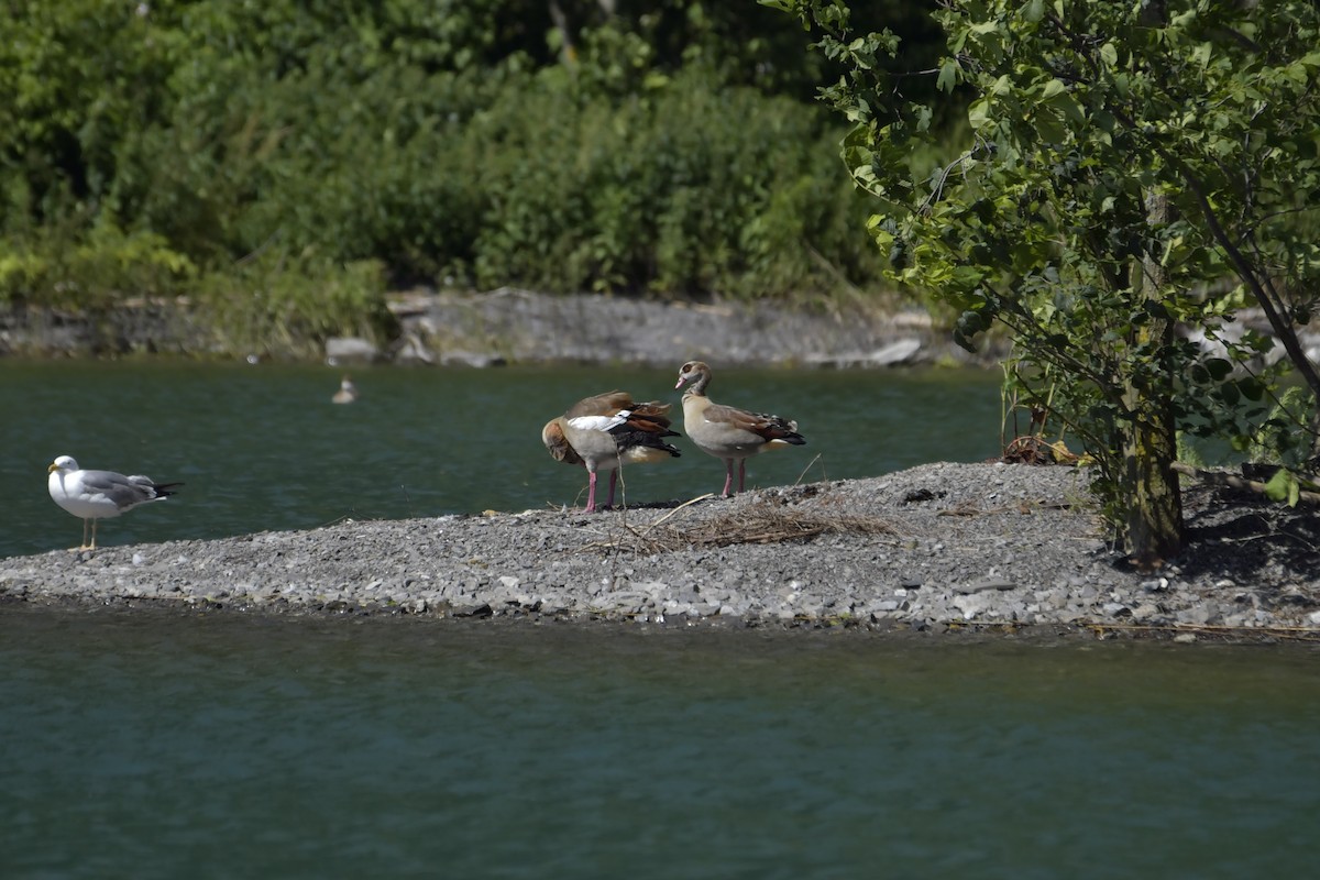 Egyptian Goose - ML620637772