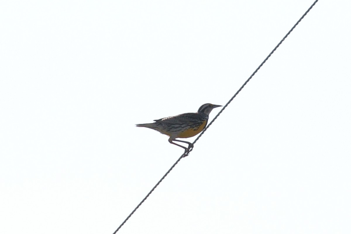 Eastern Meadowlark - ML620637775