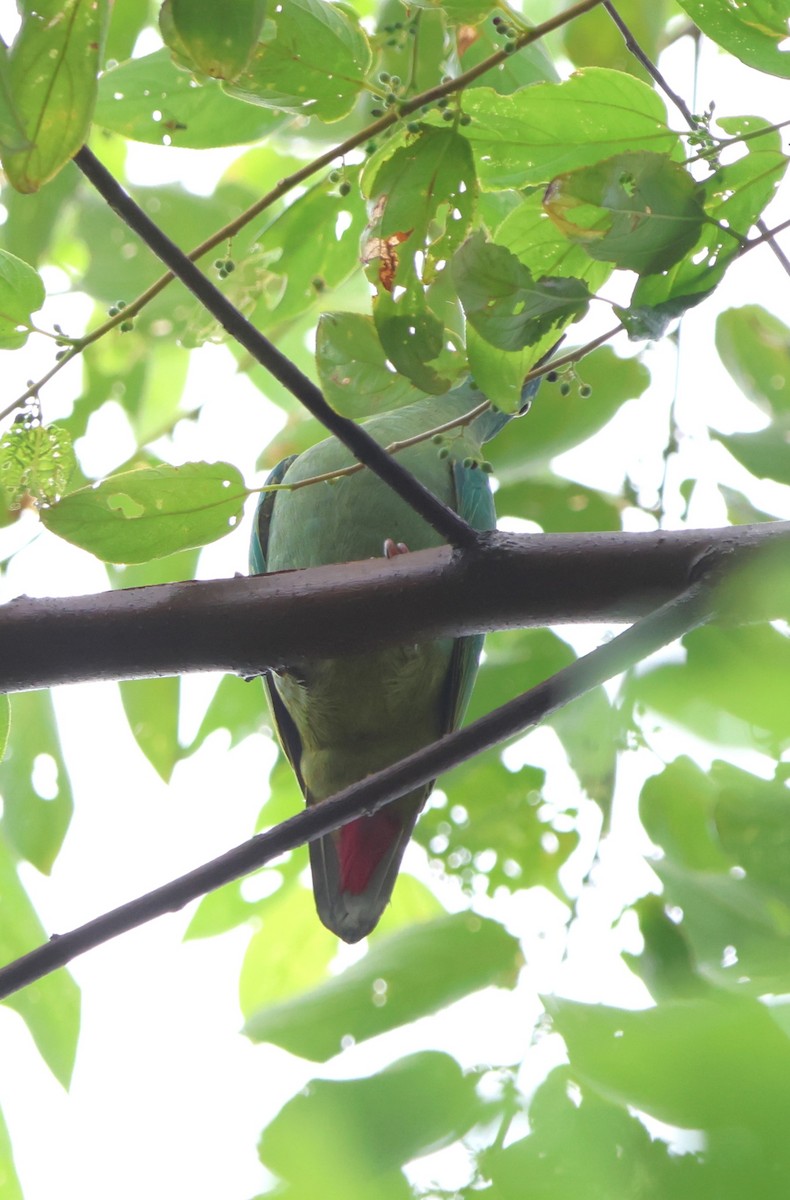 Black-naped Fruit-Dove - Fadzrun A.