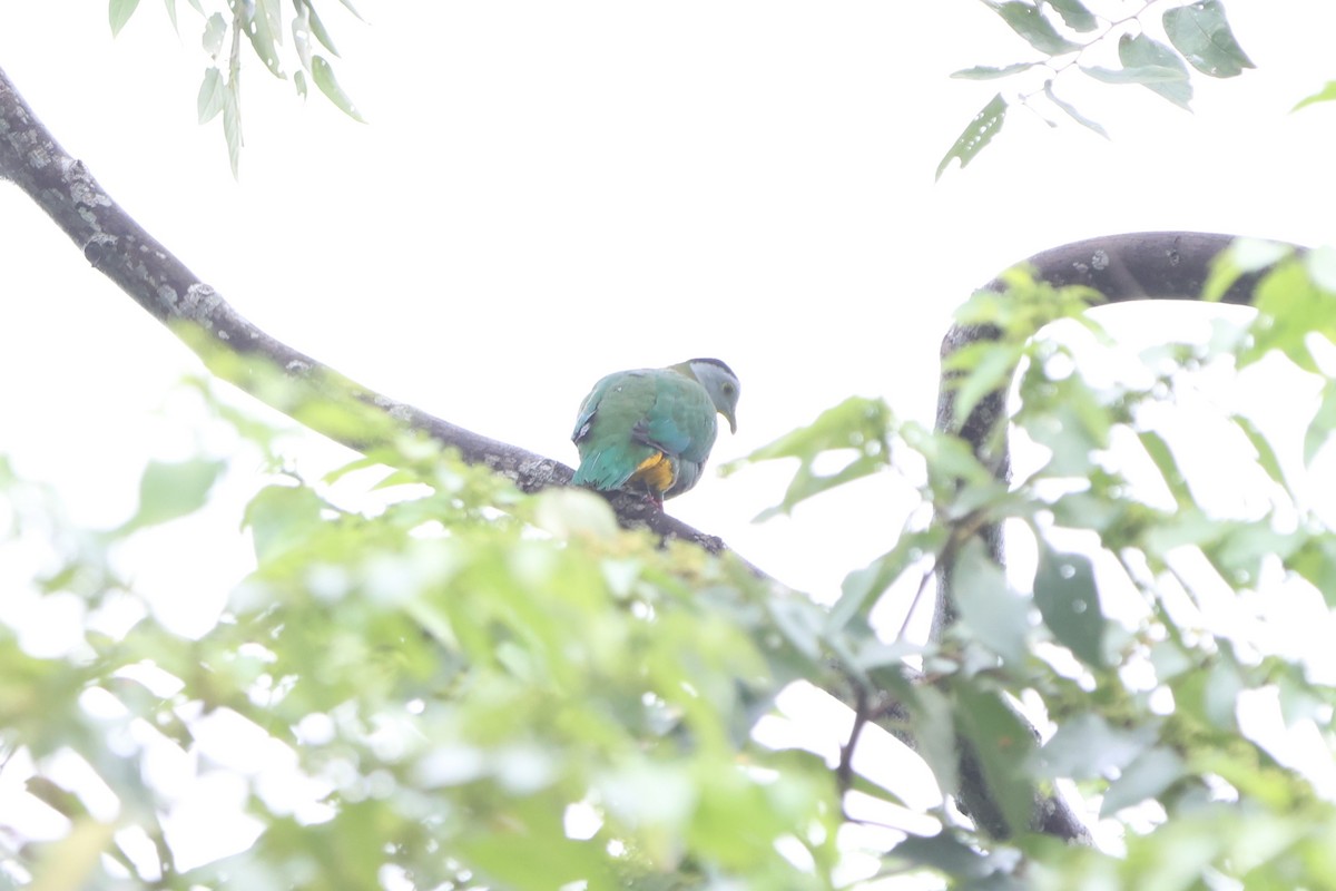 Black-naped Fruit-Dove - Fadzrun A.