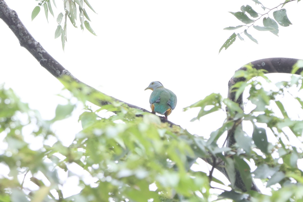 Black-naped Fruit-Dove - ML620637779