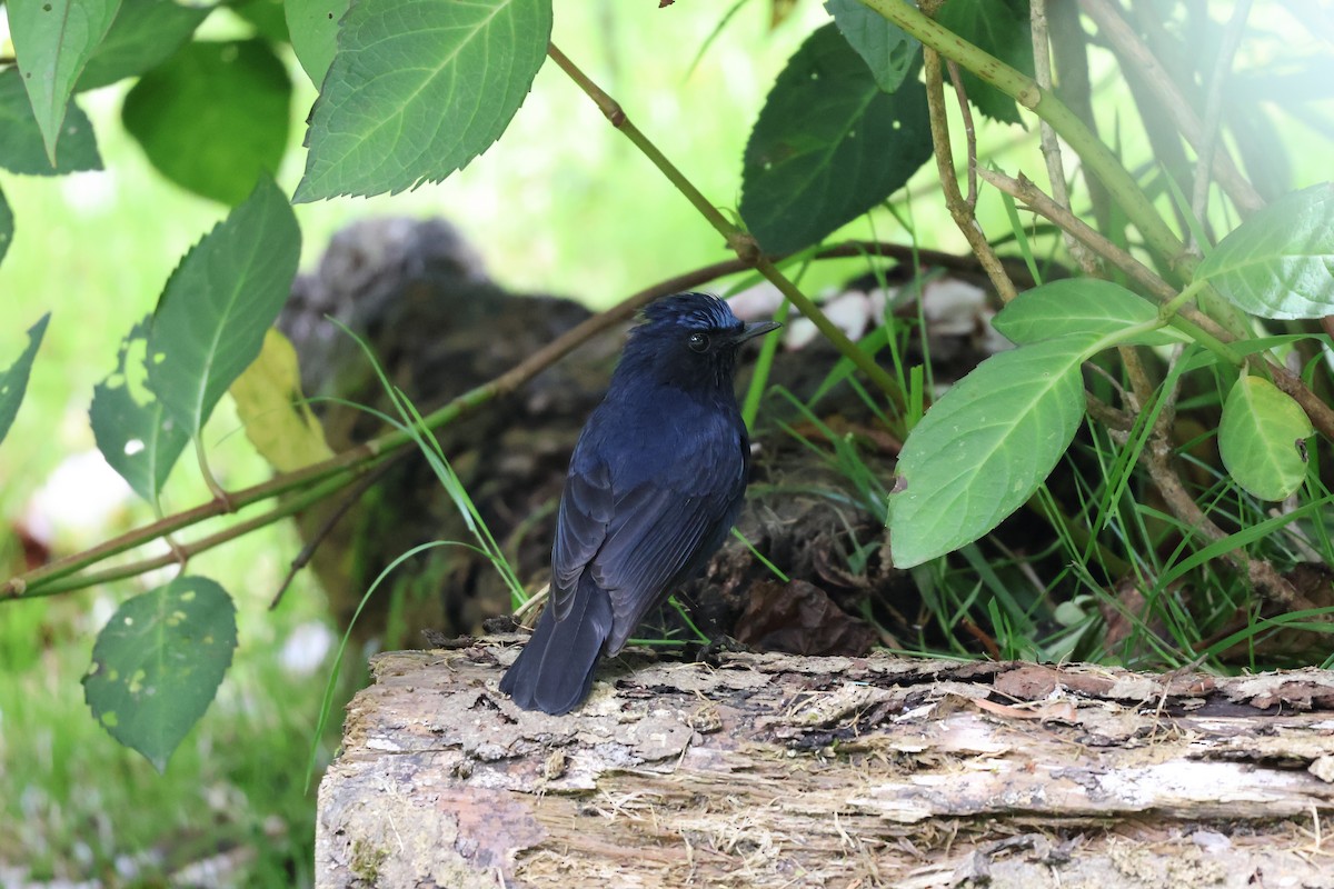 White-tailed Robin - ML620637780