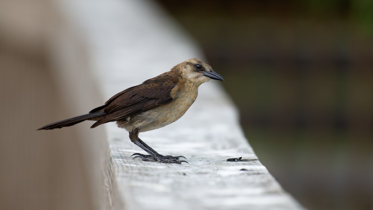 Boat-tailed Grackle (westoni) - ML620637781