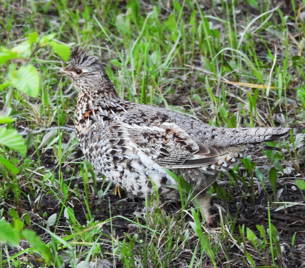 Ruffed Grouse - ML620637788