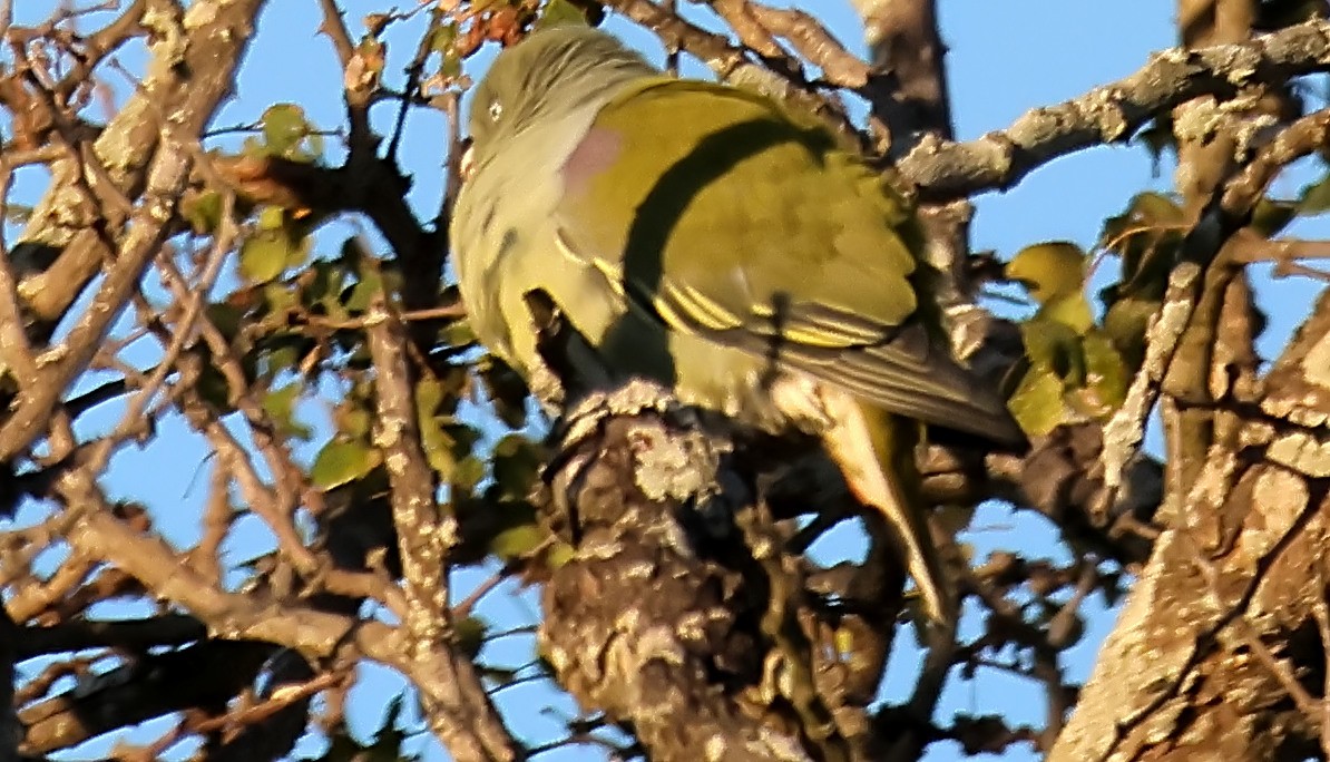 African Green-Pigeon - ML620637789