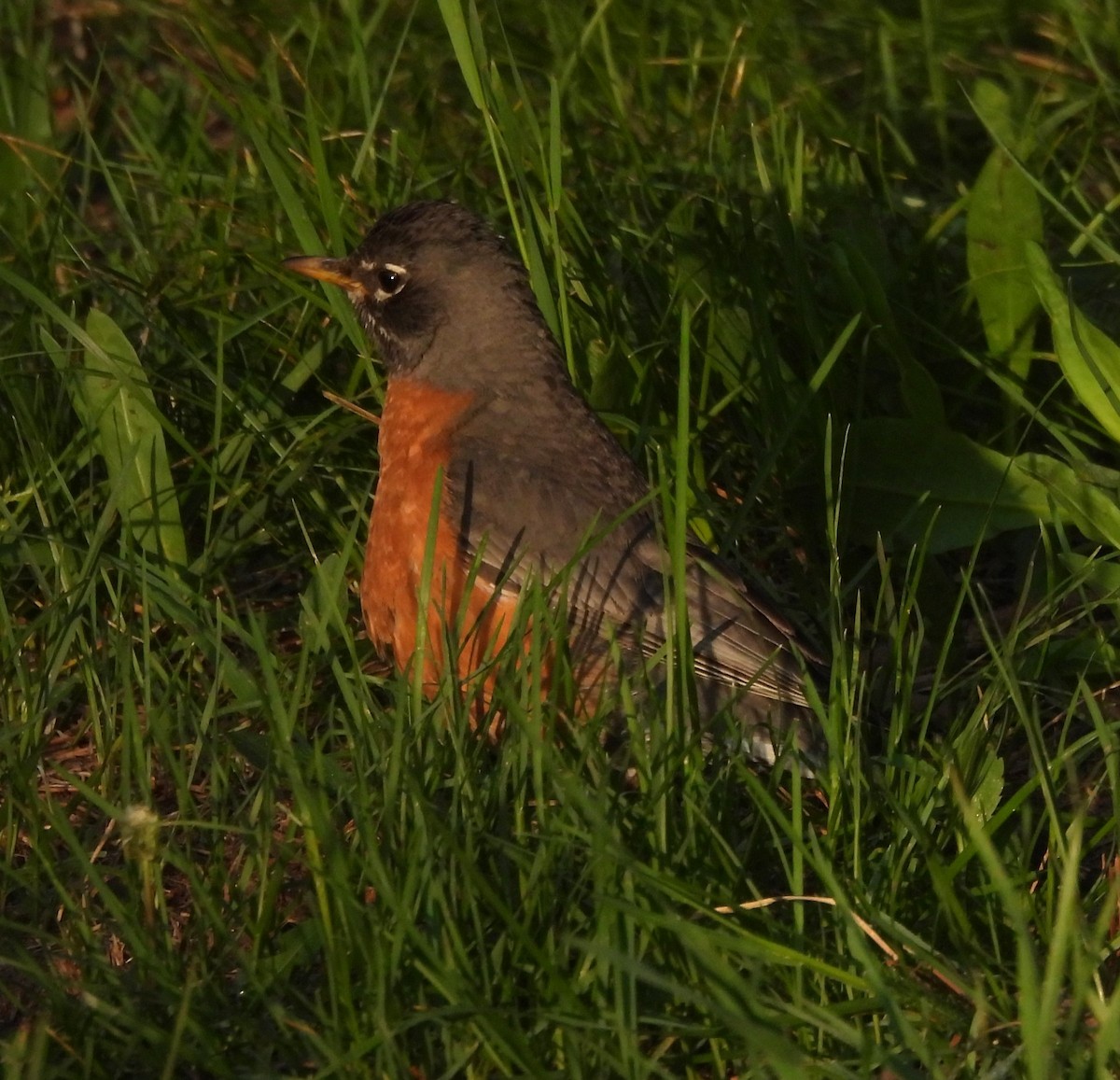 American Robin - ML620637791