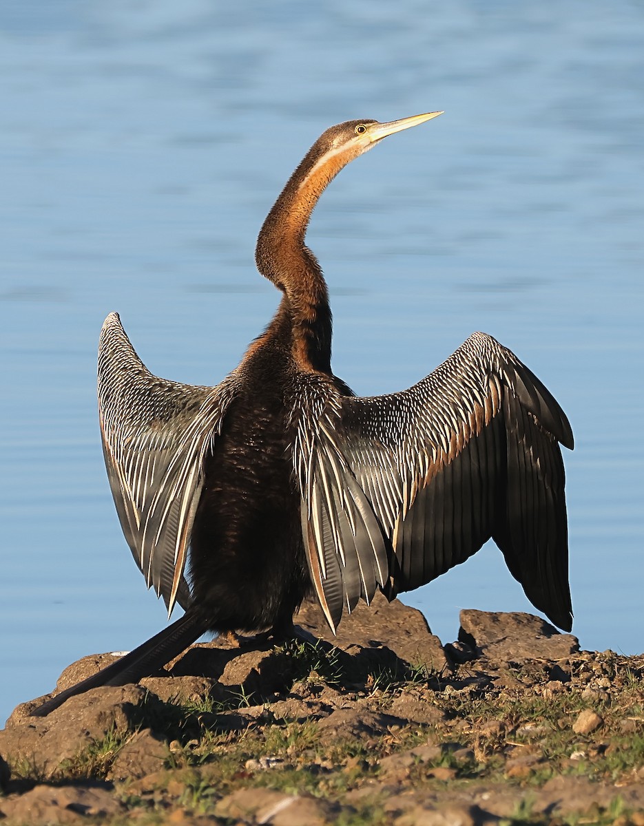 Anhinga Africana - ML620637792