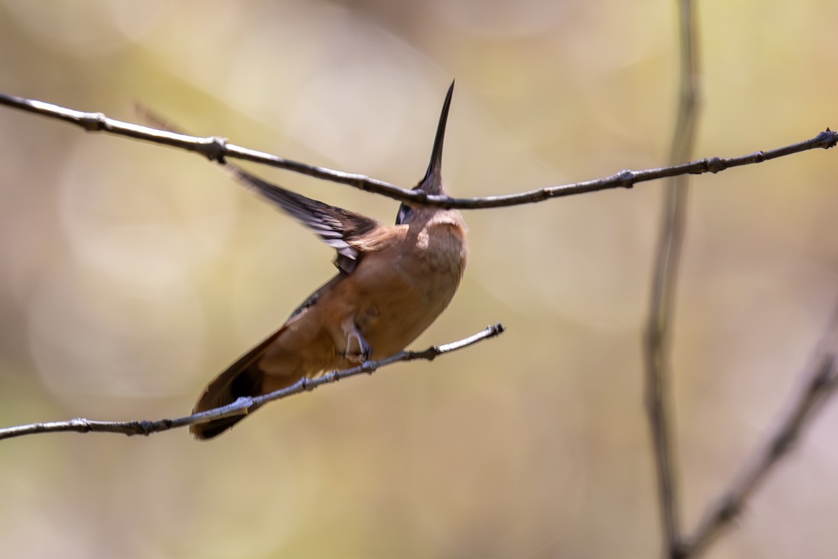 Rufous Sabrewing - ML620637793