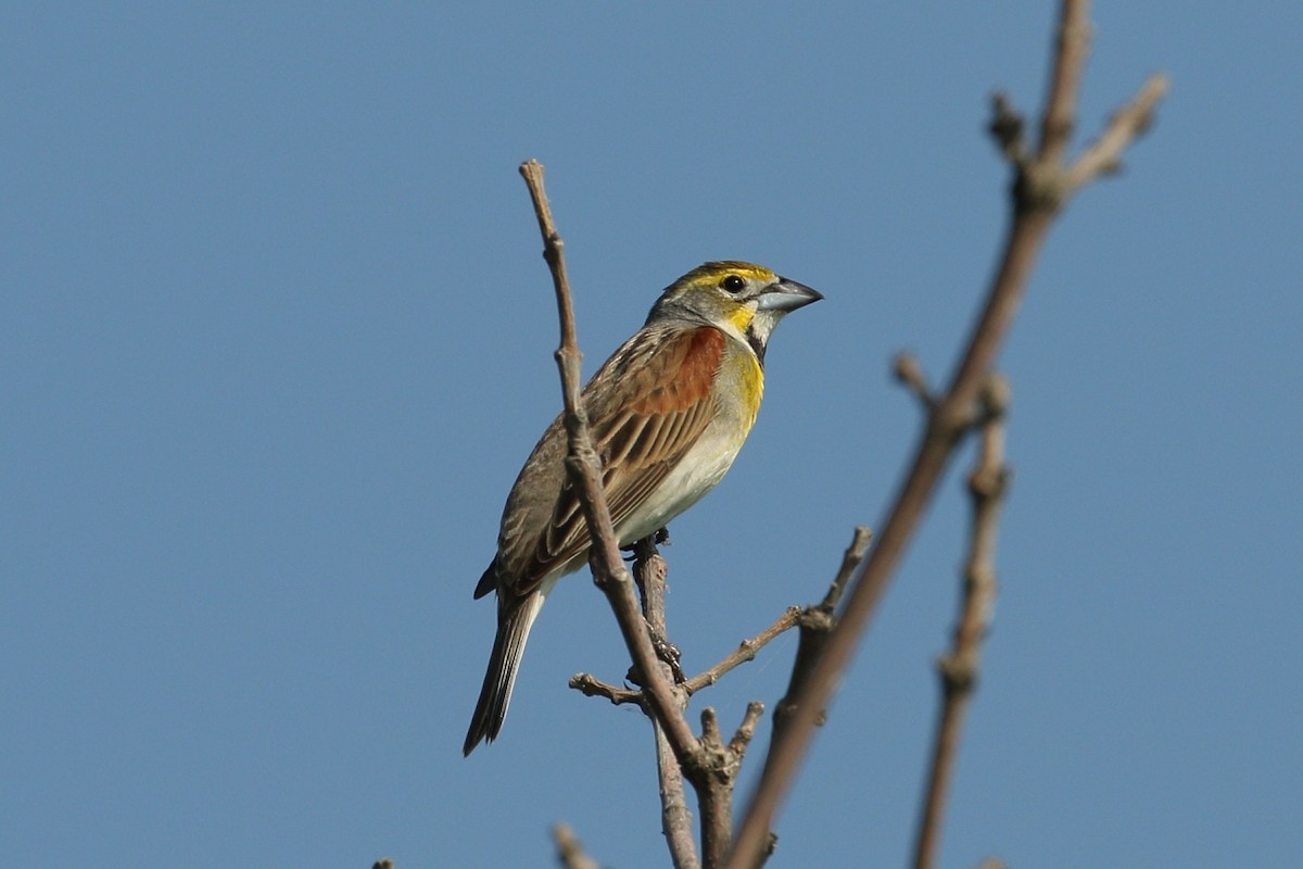 Dickcissel - Tom Stayancho