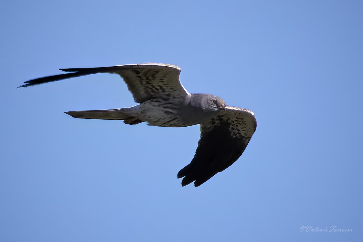 Montagu's Harrier - José Ferreira