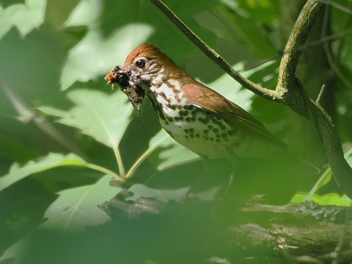 Wood Thrush - ML620637800