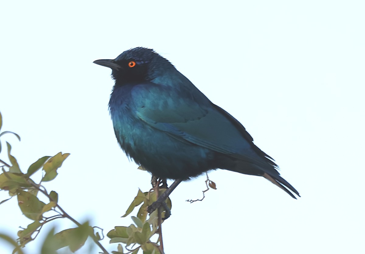 Cape Starling - ML620637802