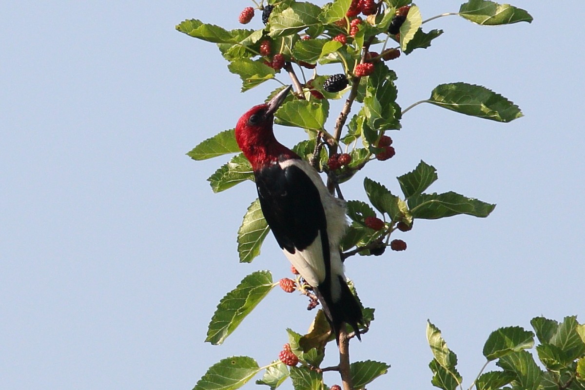 Red-headed Woodpecker - ML620637804