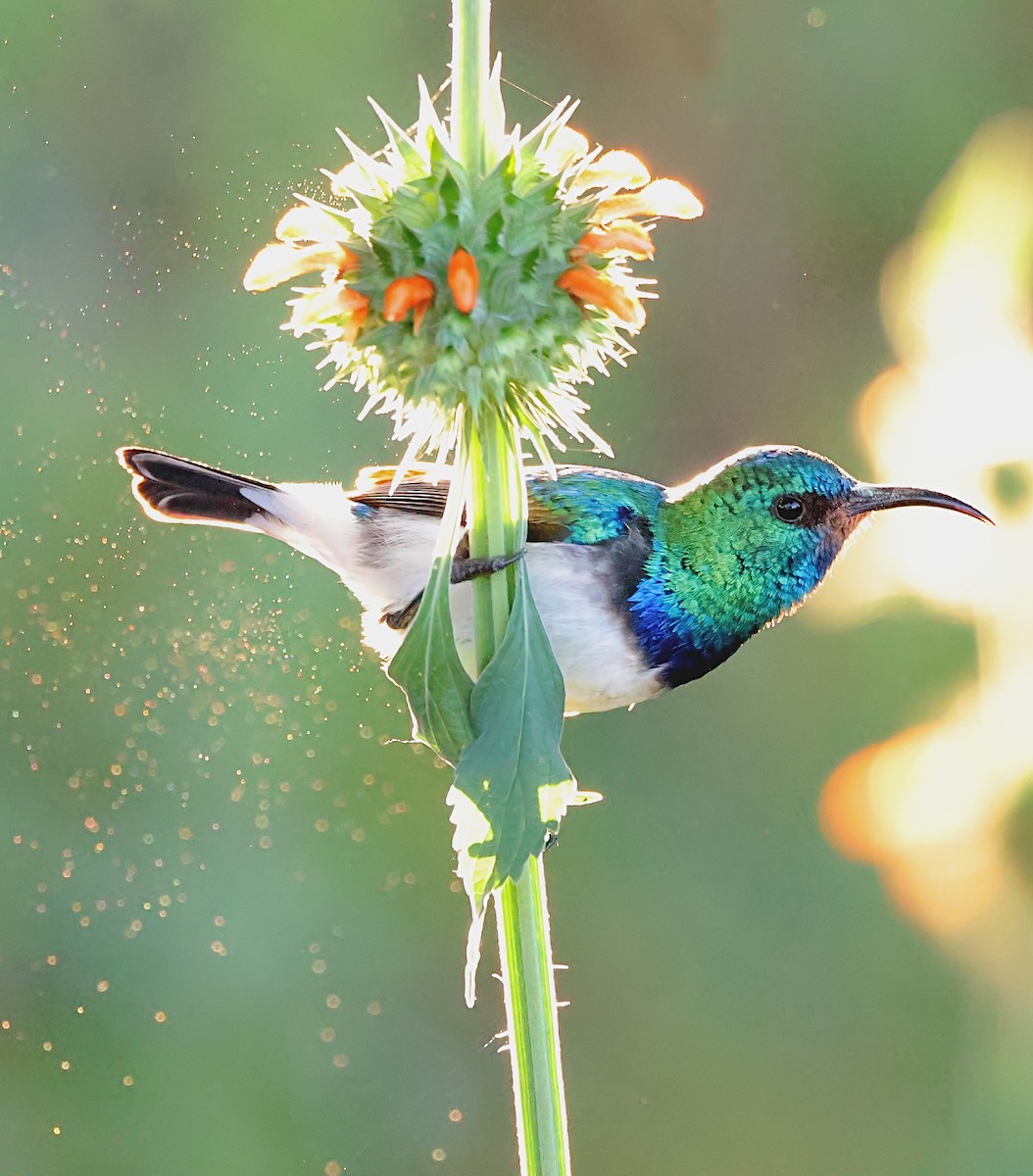 White-breasted Sunbird - ML620637805