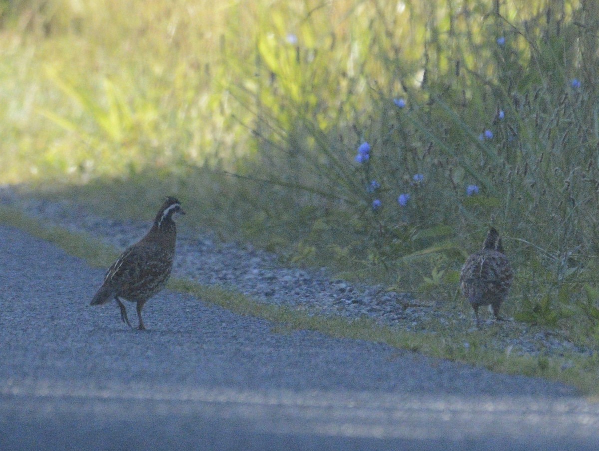 Northern Bobwhite - ML620637806