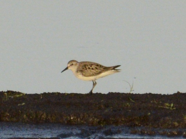 Semipalmated Sandpiper - ML620637813