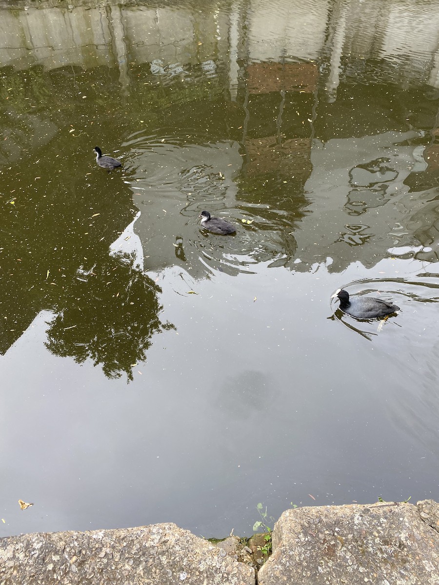 Eurasian Coot - A Gaw