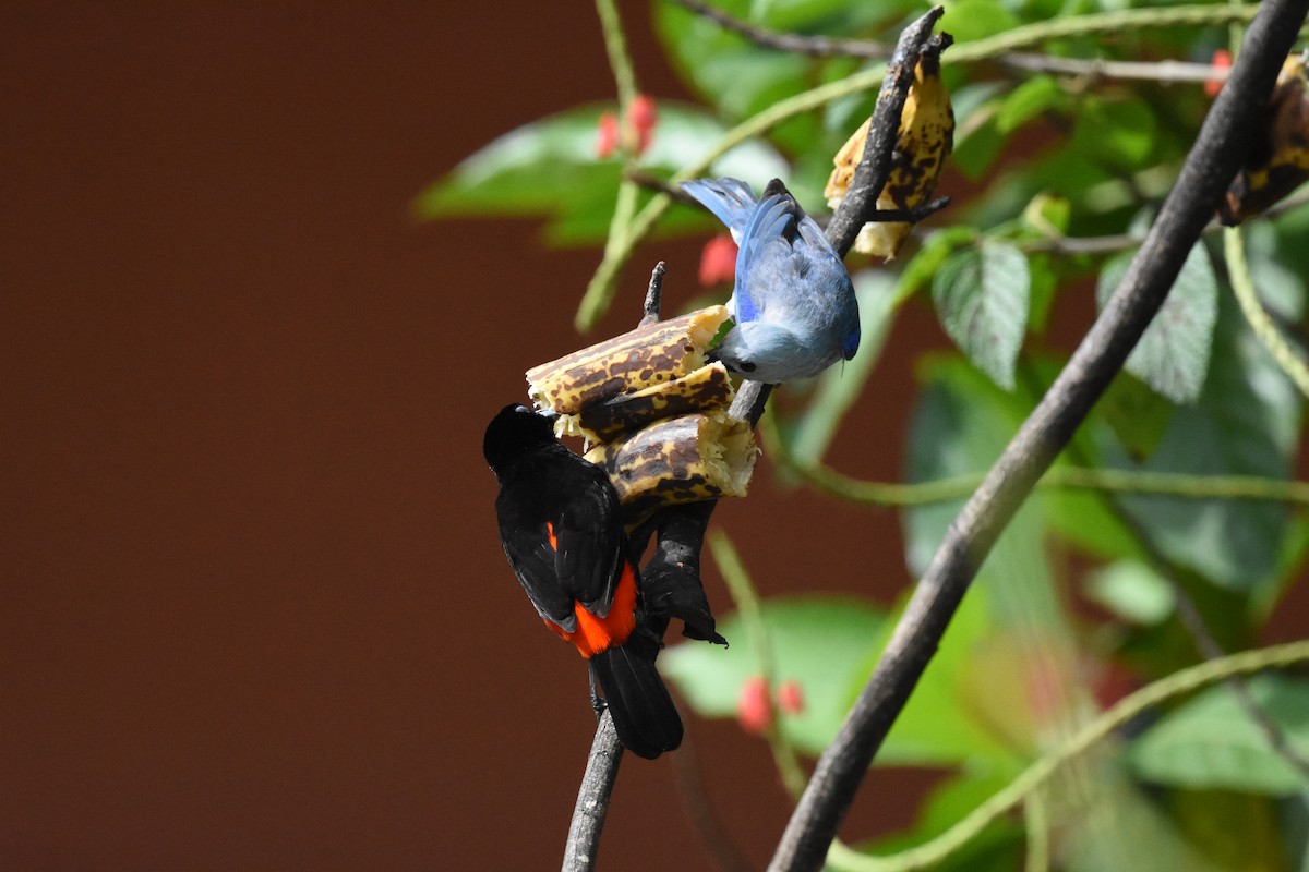 Scarlet-rumped Tanager - ML620637815