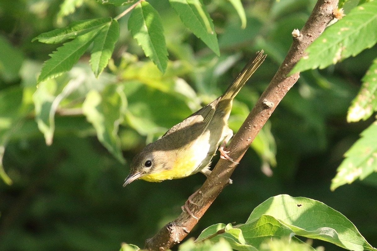 Common Yellowthroat - ML620637816