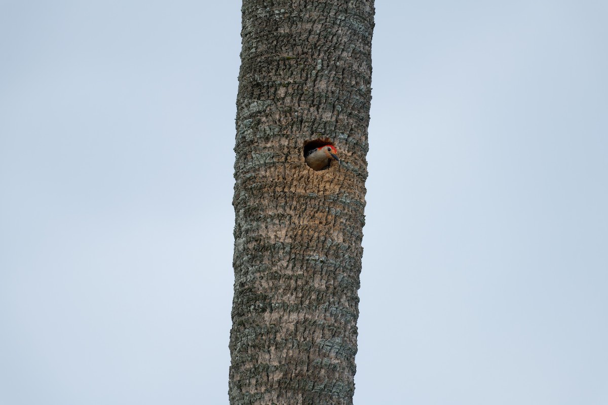 Red-bellied Woodpecker - ML620637819