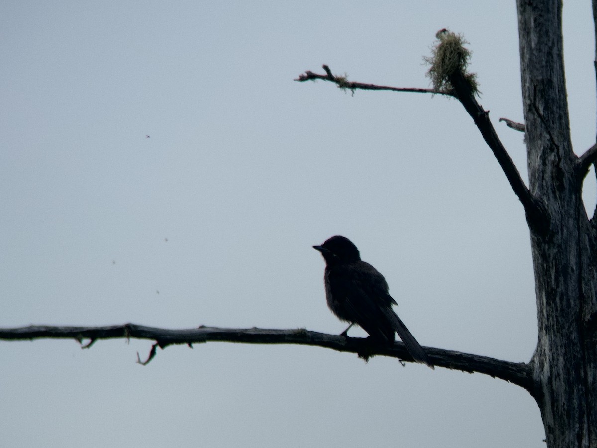 Canada Jay - ML620637823