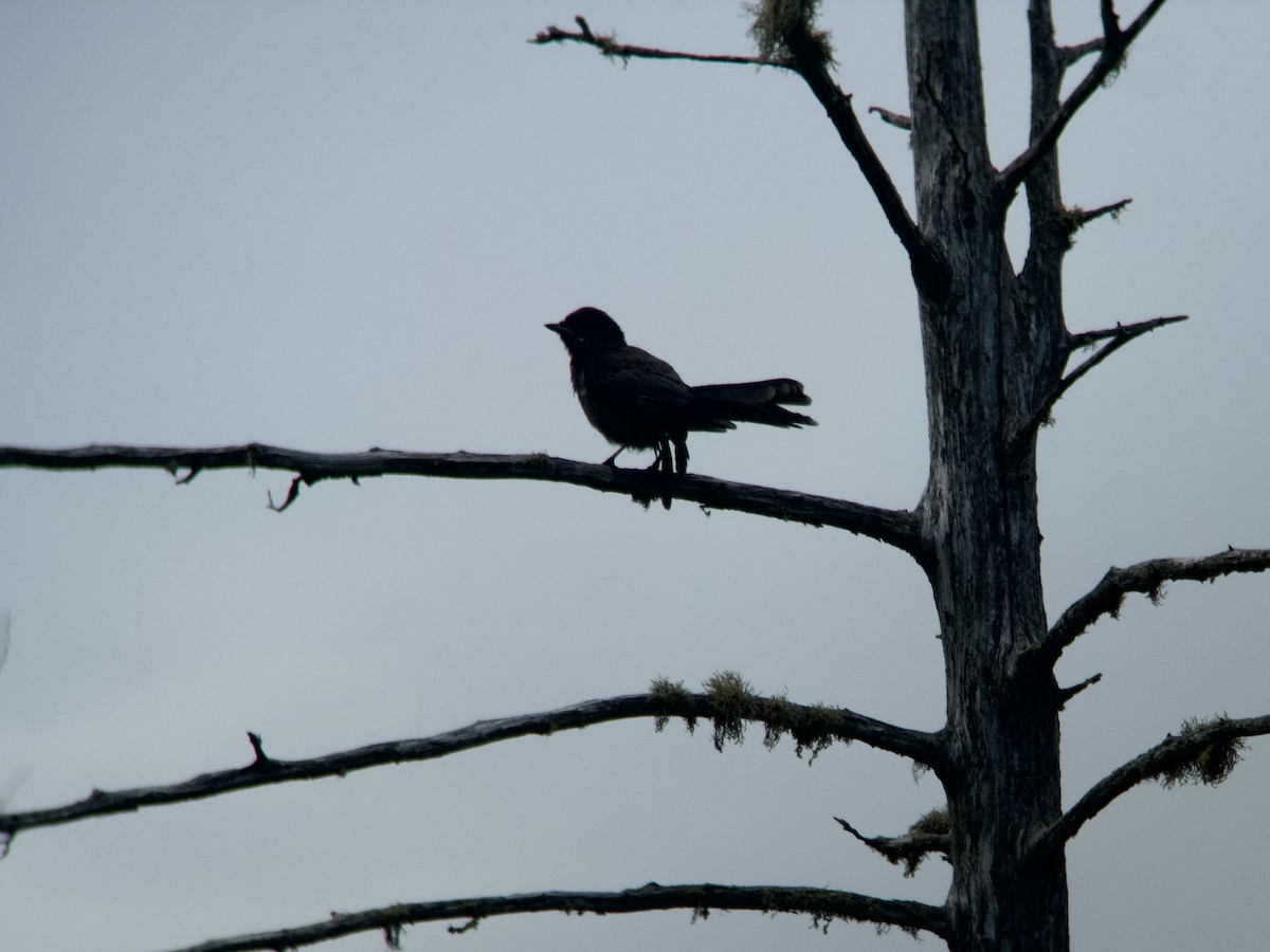 Canada Jay - ML620637825