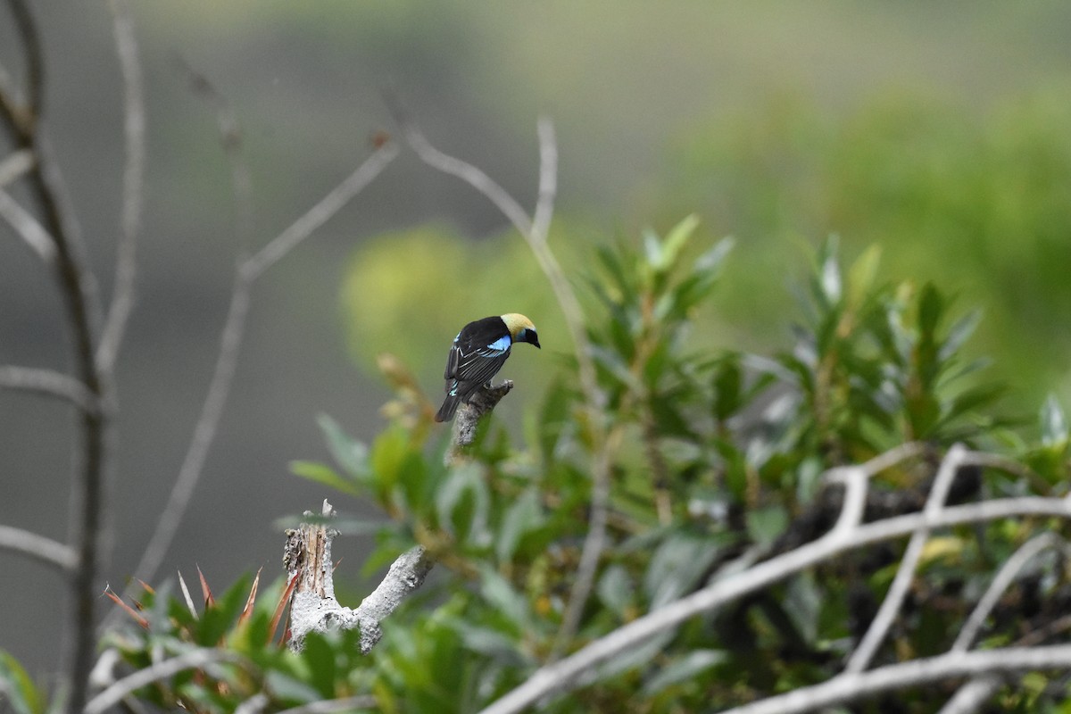 Golden-hooded Tanager - ML620637832