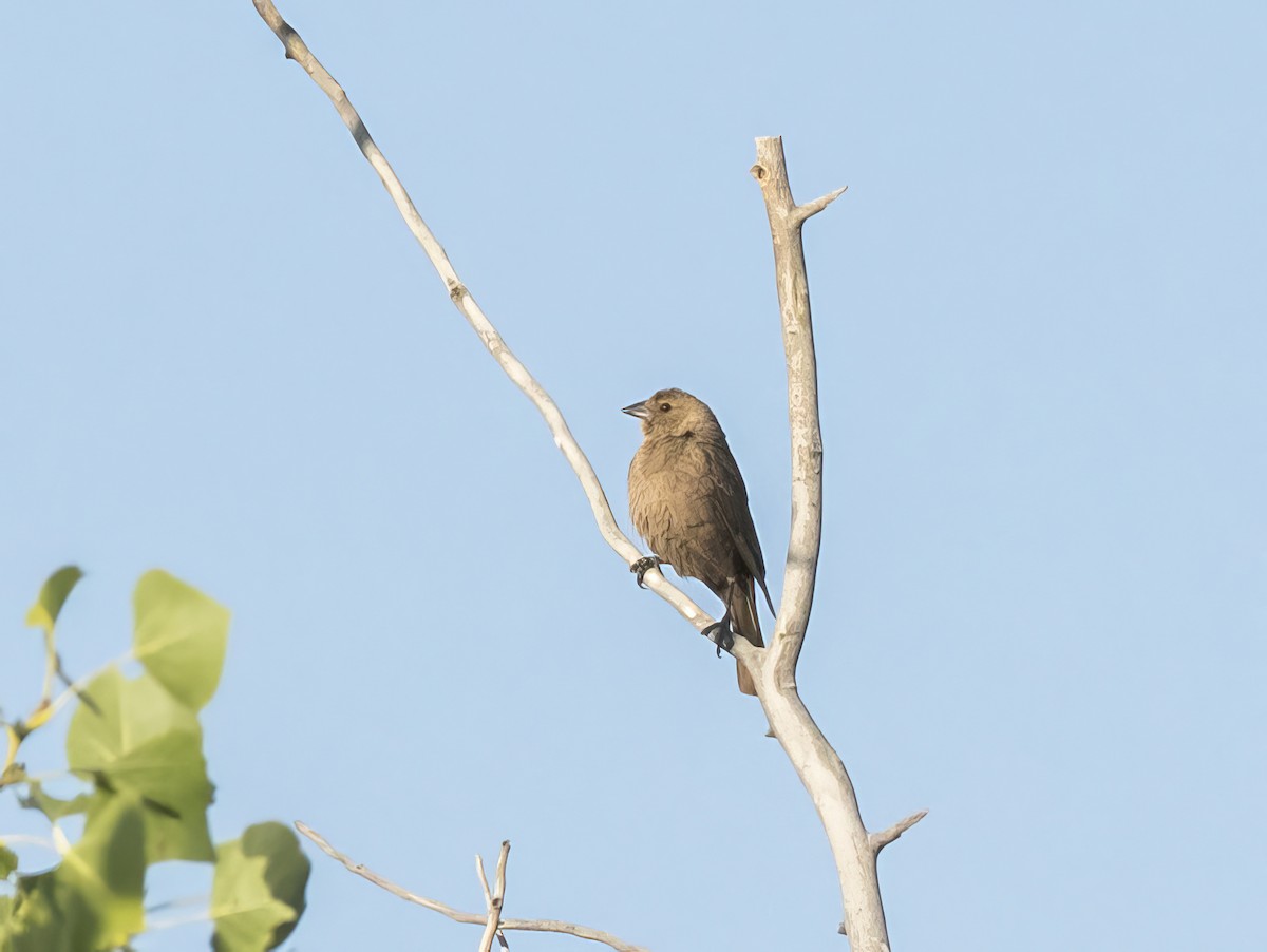 Tordo Cabecipardo - ML620637835