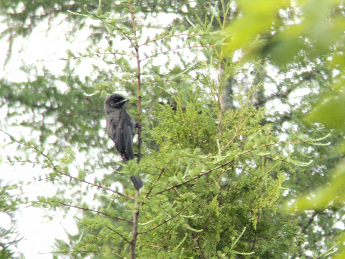 Canada Jay - ML620637846