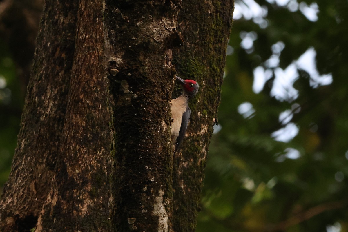 Ashy Woodpecker - ML620637848