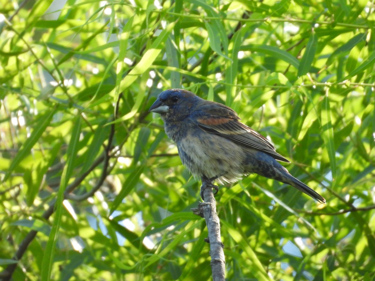 Blue Grosbeak - ML620637853