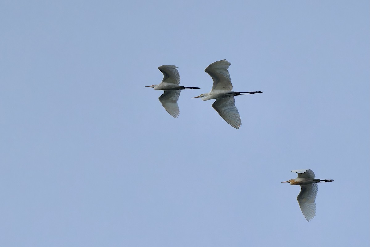 Eastern Cattle Egret - ML620637858